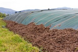 gehäckselter Mais als Substrat für eine Biogasanlage